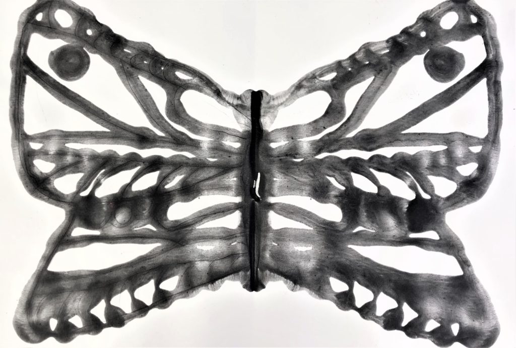 Butterfly Symmetry Study - Milton Art Center