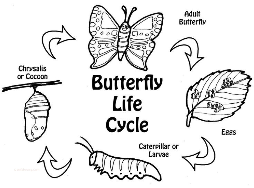 The Life Cycle Of A Butterfly | Life Cycle | ShowMe