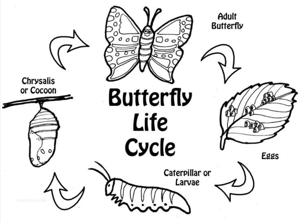 butterfly life cycle for kids